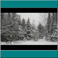 VF30-VF39-TreesinWinter.JPG